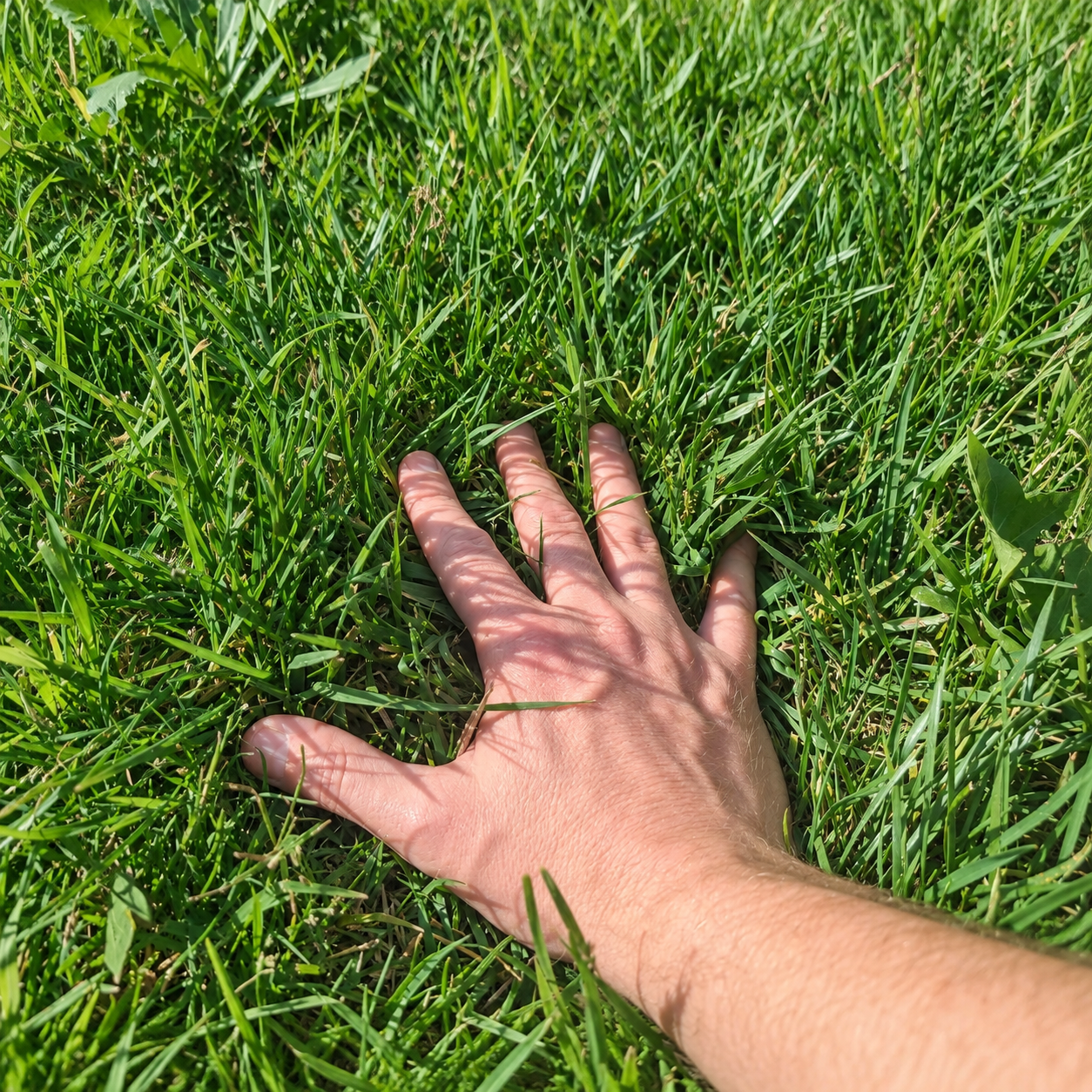 A real hand gently touching fresh green grass outdoors